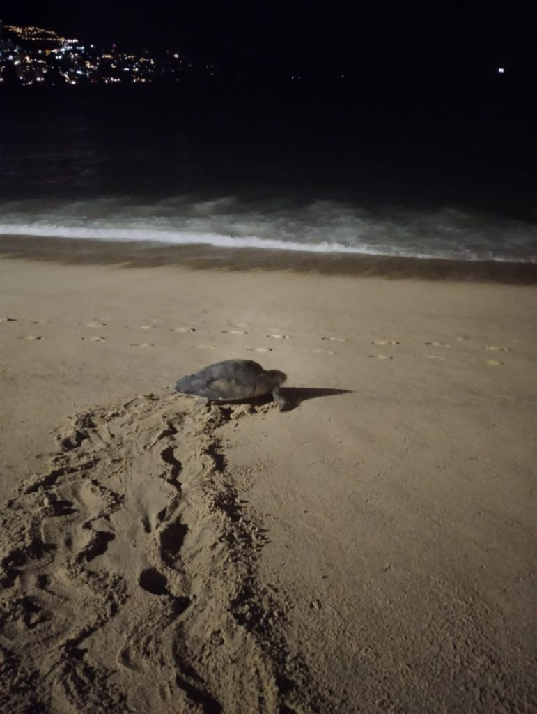 Resguardan nidos de tortuga golfina en playas de la bahía de Acapulco