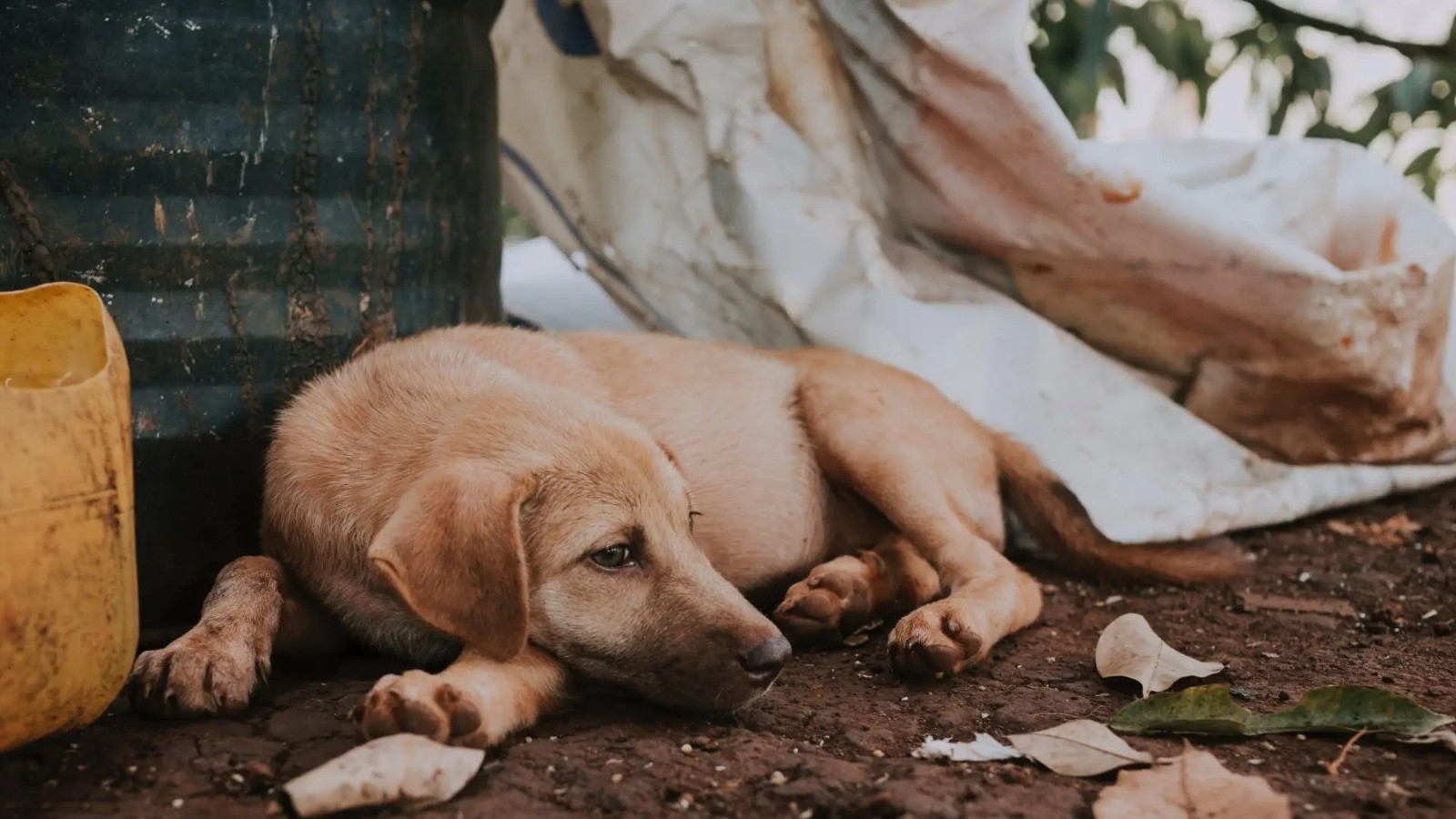 Más de 60 cadáveres de perritos se han hallado bajo el lodo y escombros tras paso de huracán Otis