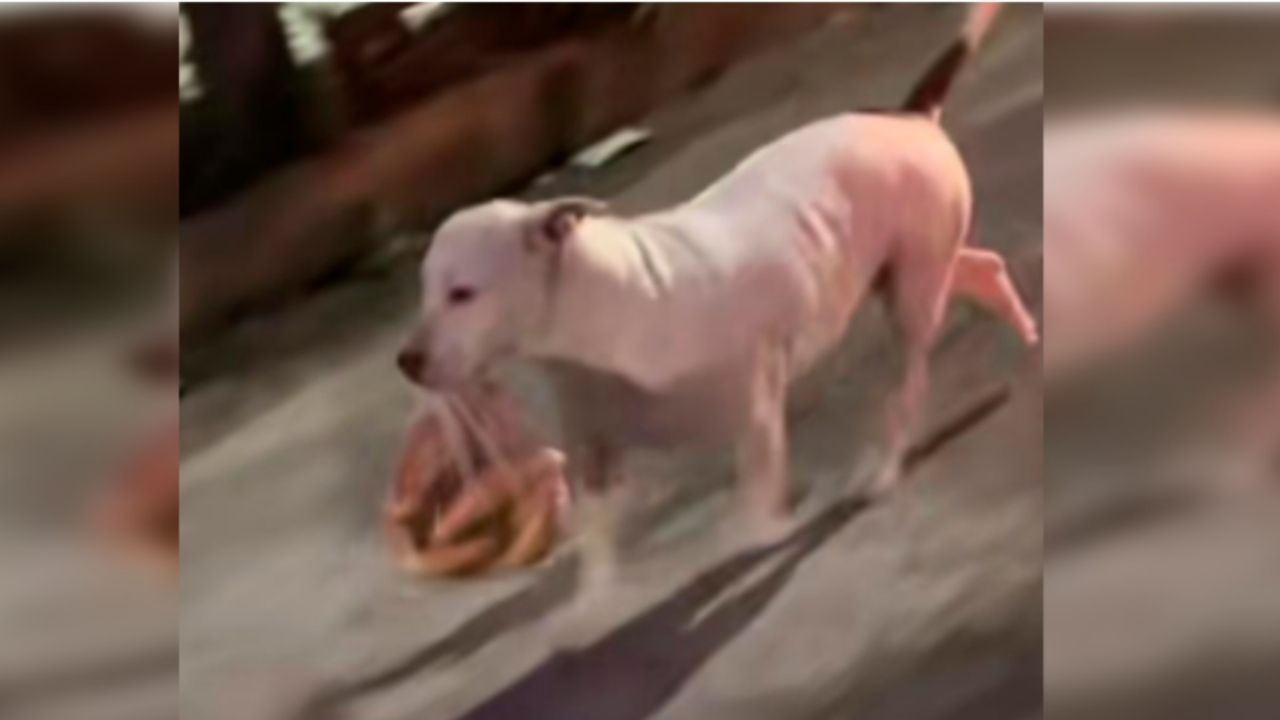 ¡La descubrieron con las manos en la masa! Perrita roba bolsa de pan y se vuelve viral en Tik Tok