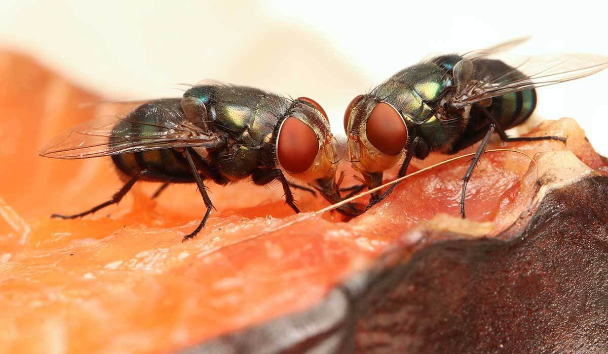 ¿Cómo deshacerse de las moscas? Aquí una guía para eliminarlas con cosas que tenemos en casa