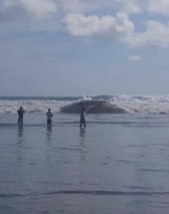 Reportaron ballena varada en Playa Bonfil, la arrojó el mar
