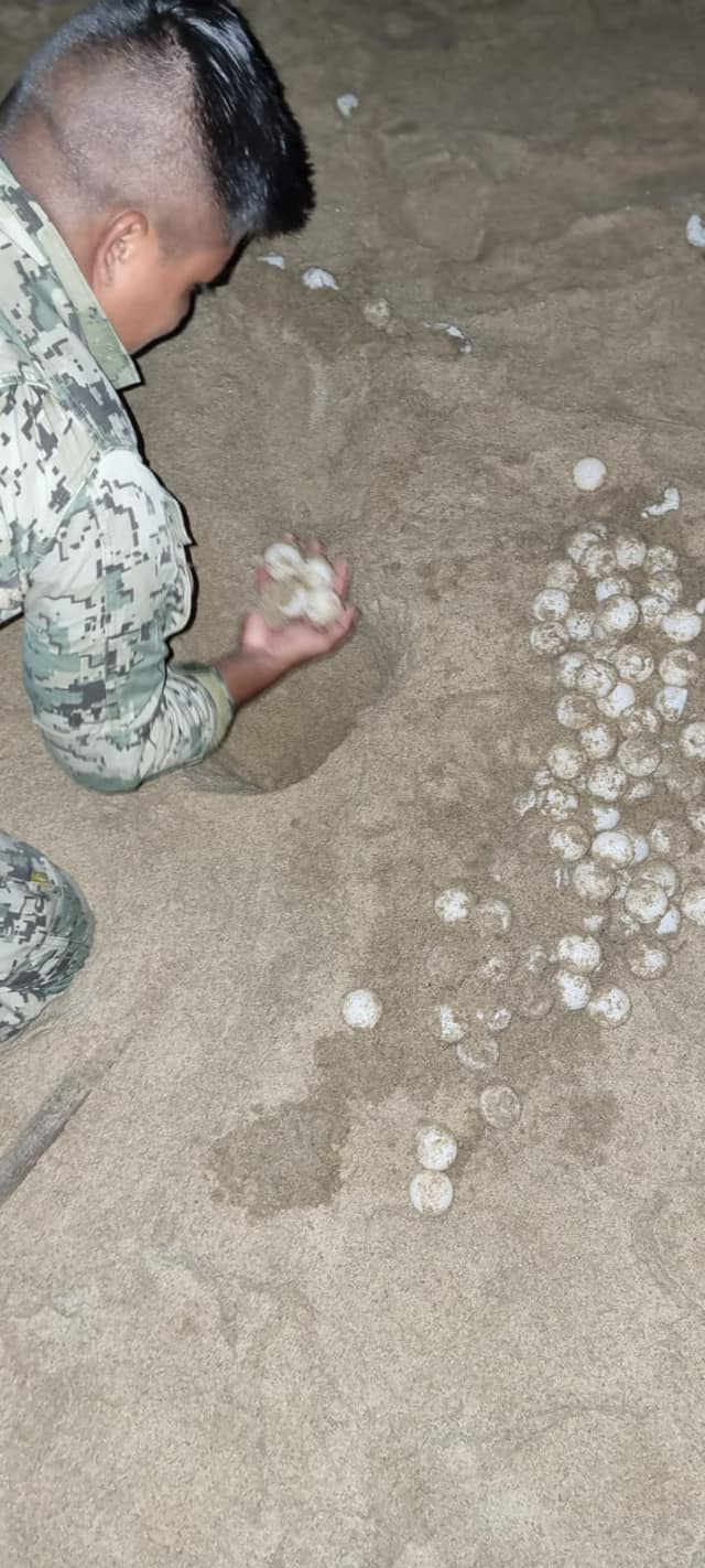 Personal naval rescata huevos de especie de tortuga en peligro de extinción en Coyuca de Benítez