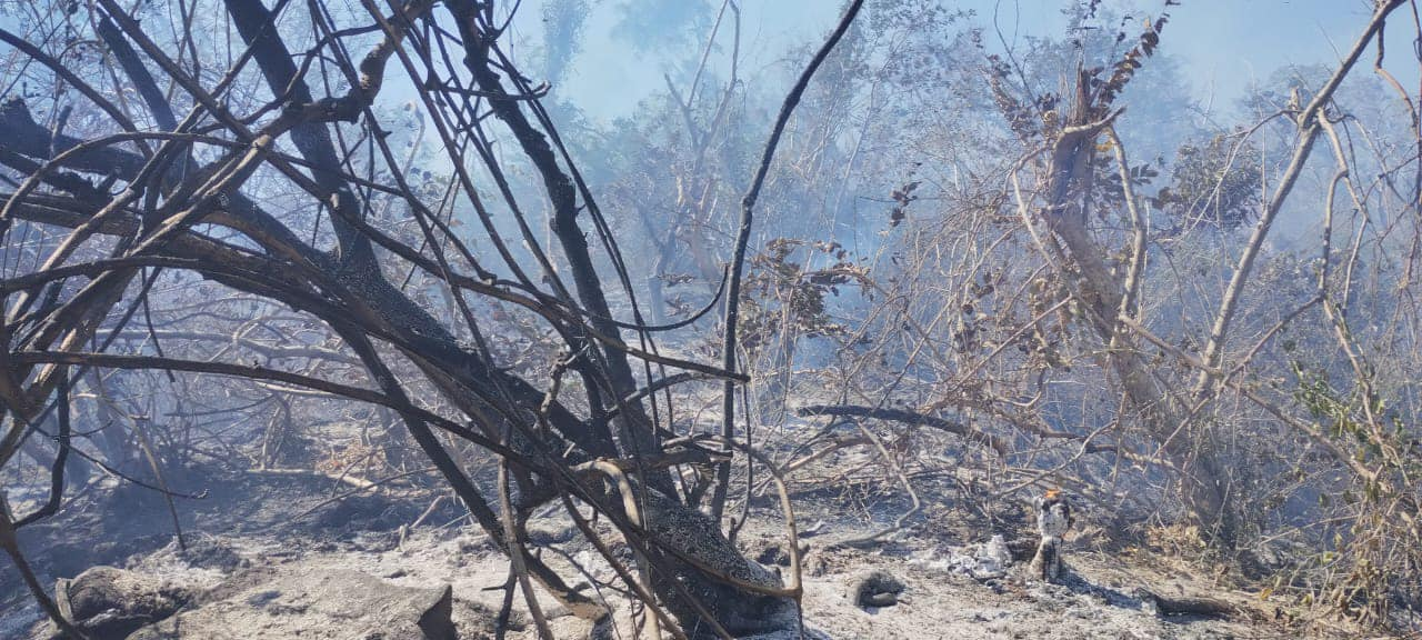 Autoridades coordinan esfuerzos para controlar incendio en Jardín Palmas, Acapulco