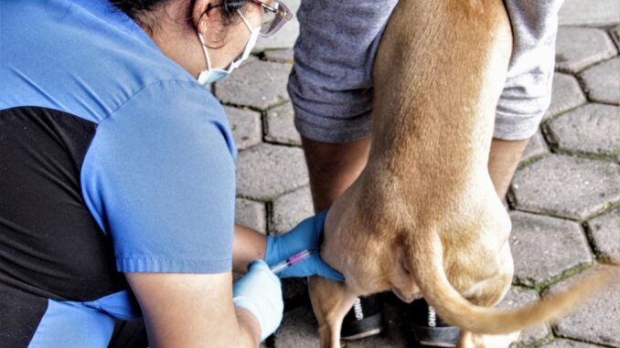 Guerrero lanza campaña de Vacunación Antirrábica para proteger a 350 mil mascotas