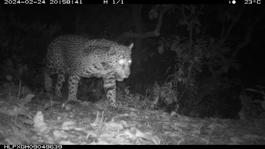 El jaguar, en riesgo: preocupación por su conservación en Guerrero