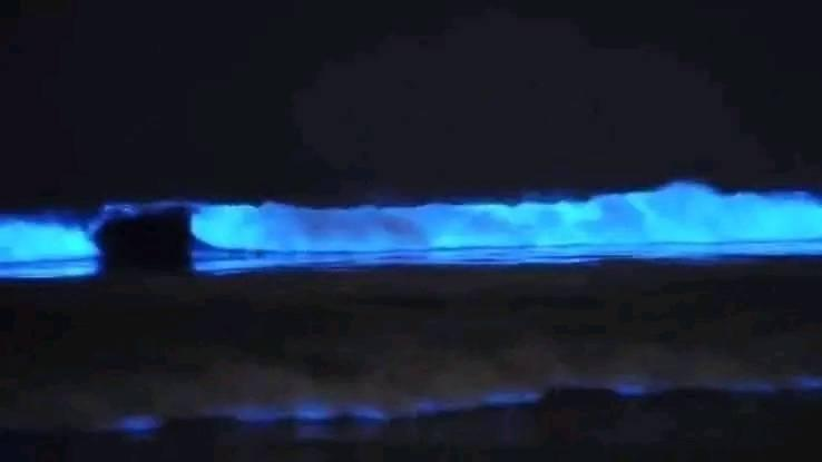 Maravillas Submarinas: El Espectáculo de la Bioluminiscencia