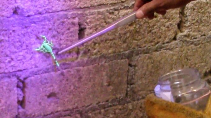 Secretaría de Salud Guerrero emite recomendaciones para prevenir picaduras de alacrán en temporada de calor