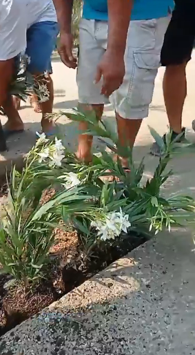 FRAT lleva a cabo programa de reforestación en la playa Suave de Acapulco
