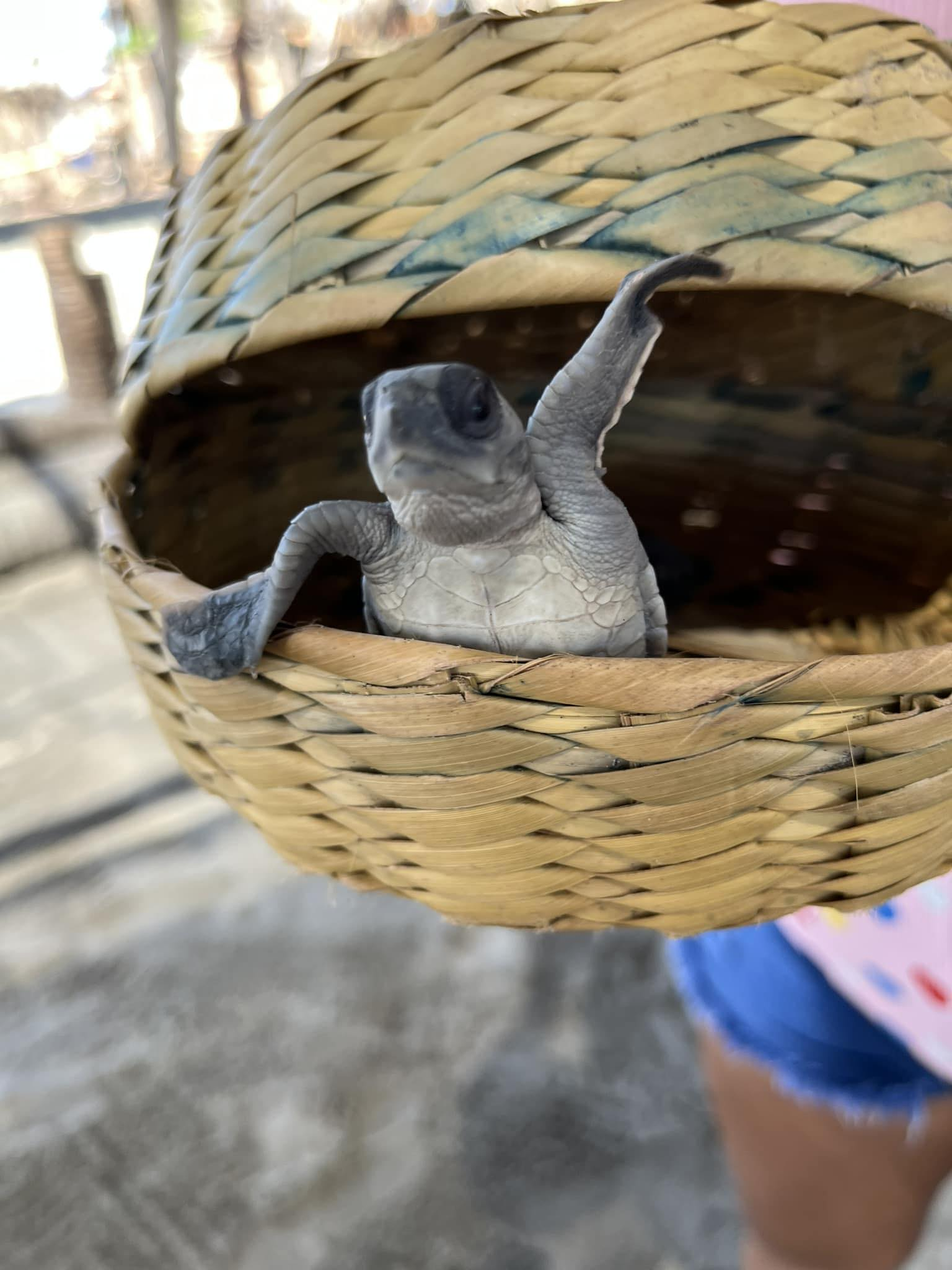 Campamentos tortugueros de Troncones necesitan más apoyo gubernamental