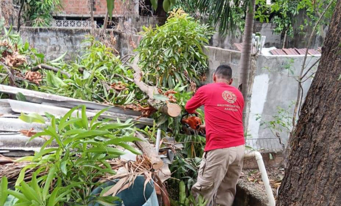 Gobierno de Acapulco atiende reportes de árboles colapsados y secos