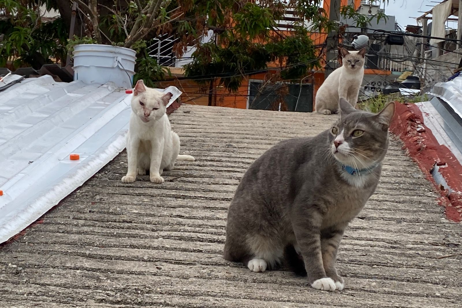 Llamado a la Adopción de Gatos en Acapulco, Una Solución para el Abandono Animal