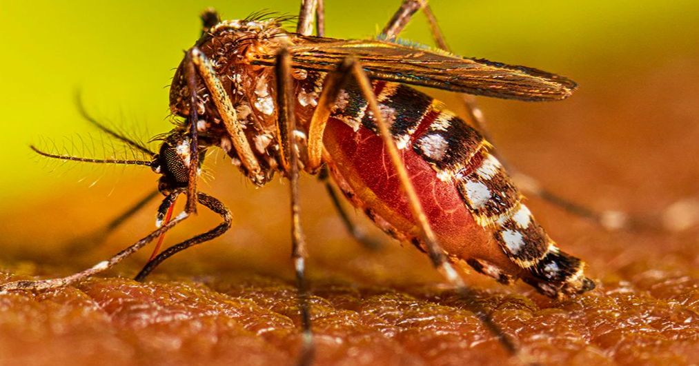 Inicia Jornada Nacional de la Salud Pública 2024 en Acapulco con énfasis en el dengue