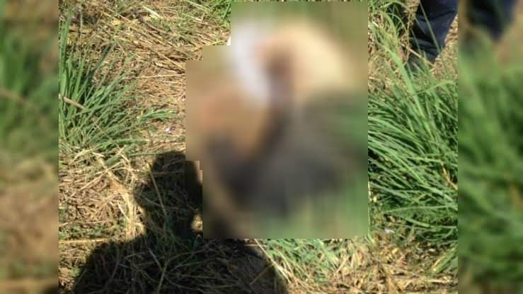 Hallan cuerpo en descomposición con impactos de bala en camino de terracería en Petatlán