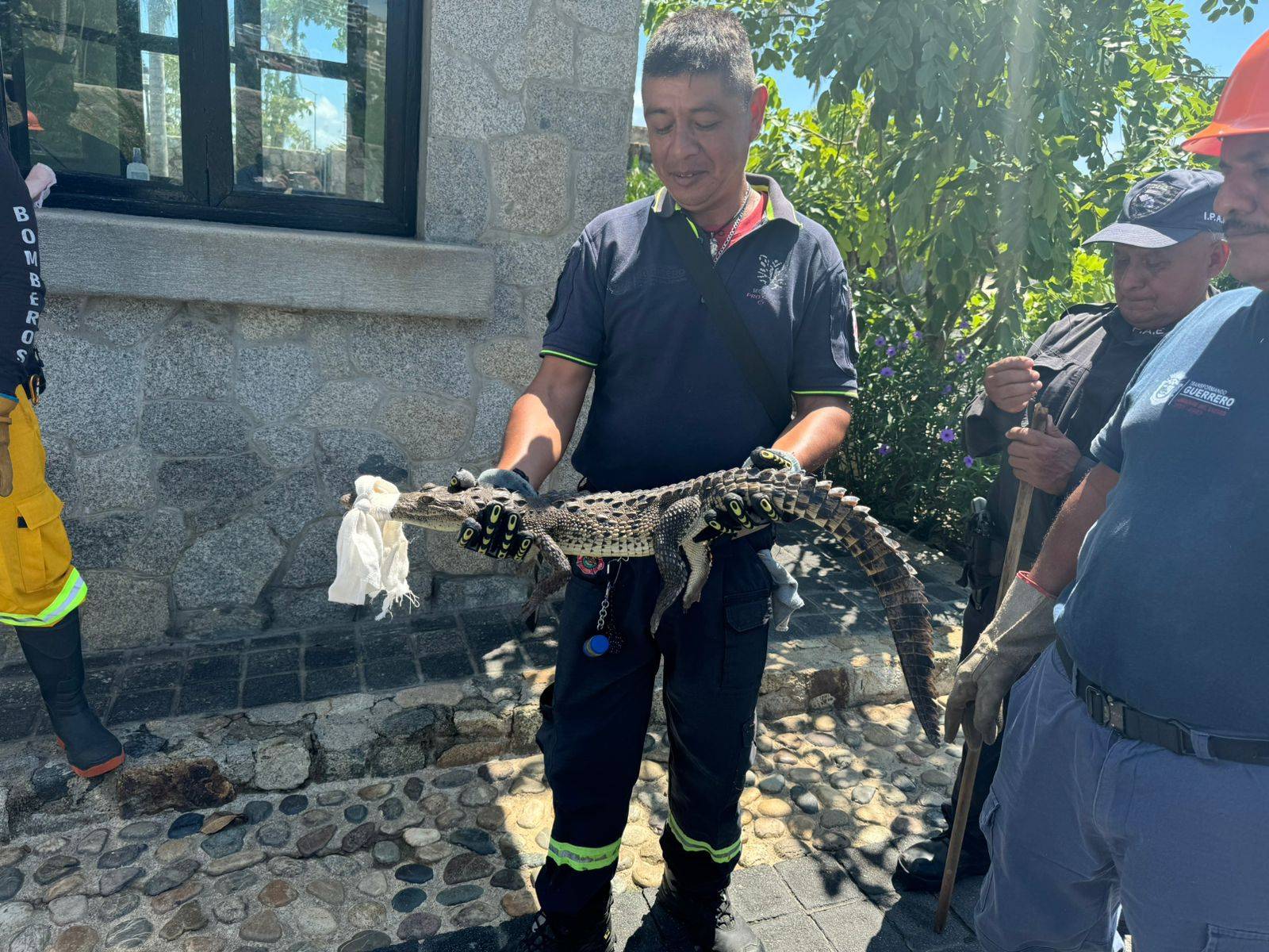 Implementan operativo en Acapulco para capturar a cocodrilos que escaparon a las zonas urbanas