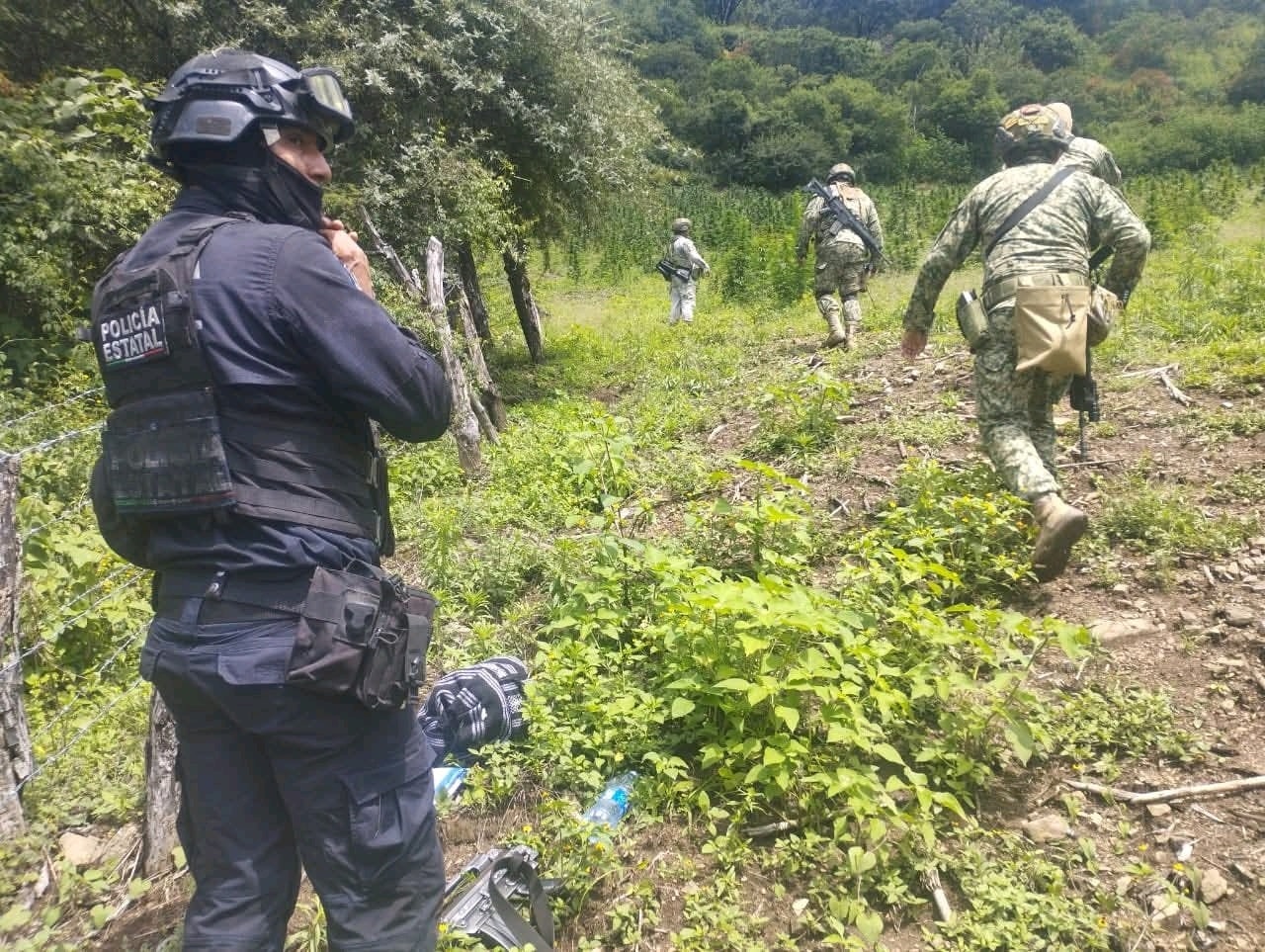 Ejército, Guardia Nacional y Policía Estatal destruyen plantíos de marihuana en la Sierra de Guerrero