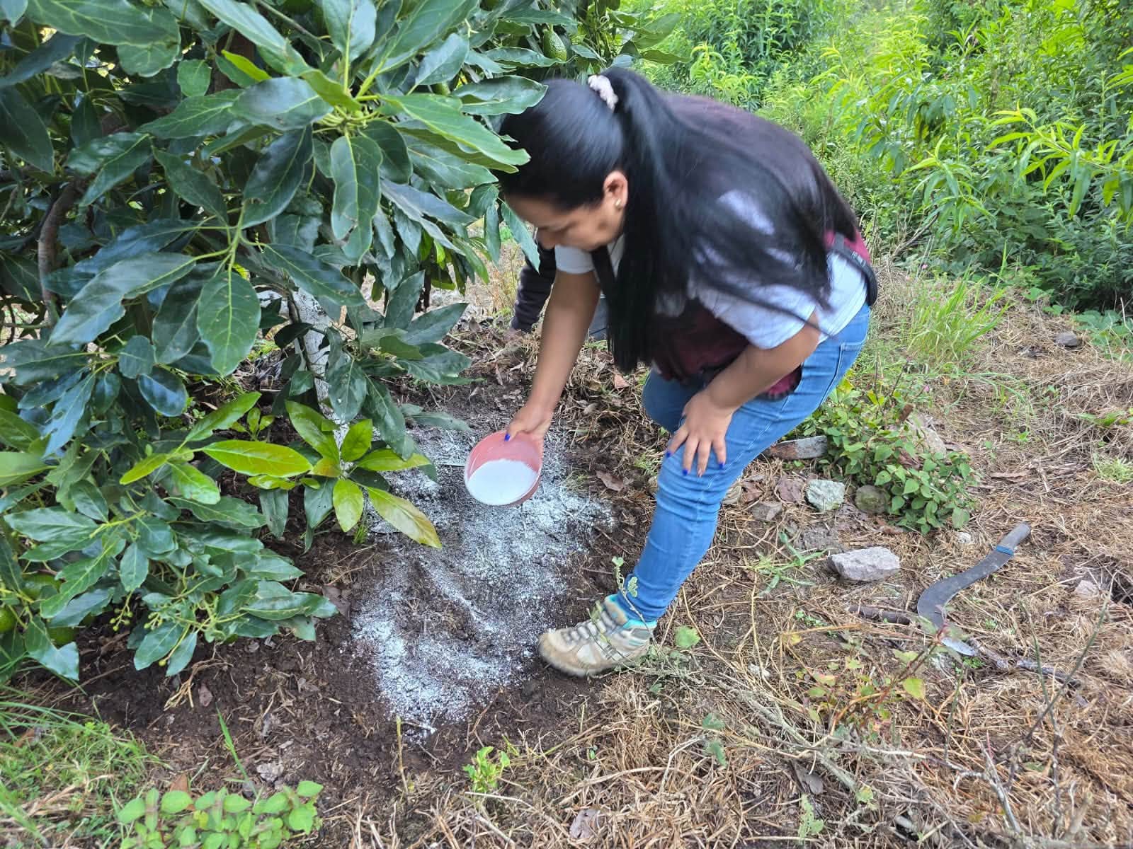 Brinda gobierno de Evelyn Salgado asistencia técnica especializada a productores de aguacate en la Sierra de Guerrero