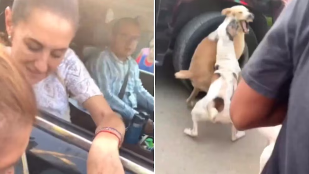 Pelean dos perritos callejeros en plena visita de la presidenta Claudia Sheinbaum en Acapulco; el momento se vuelve viral