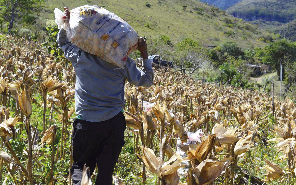 Guerrero crece económicamente, pero el campo retrocede: comercio y servicios impulsan la actividad mientras cae la producción primaria