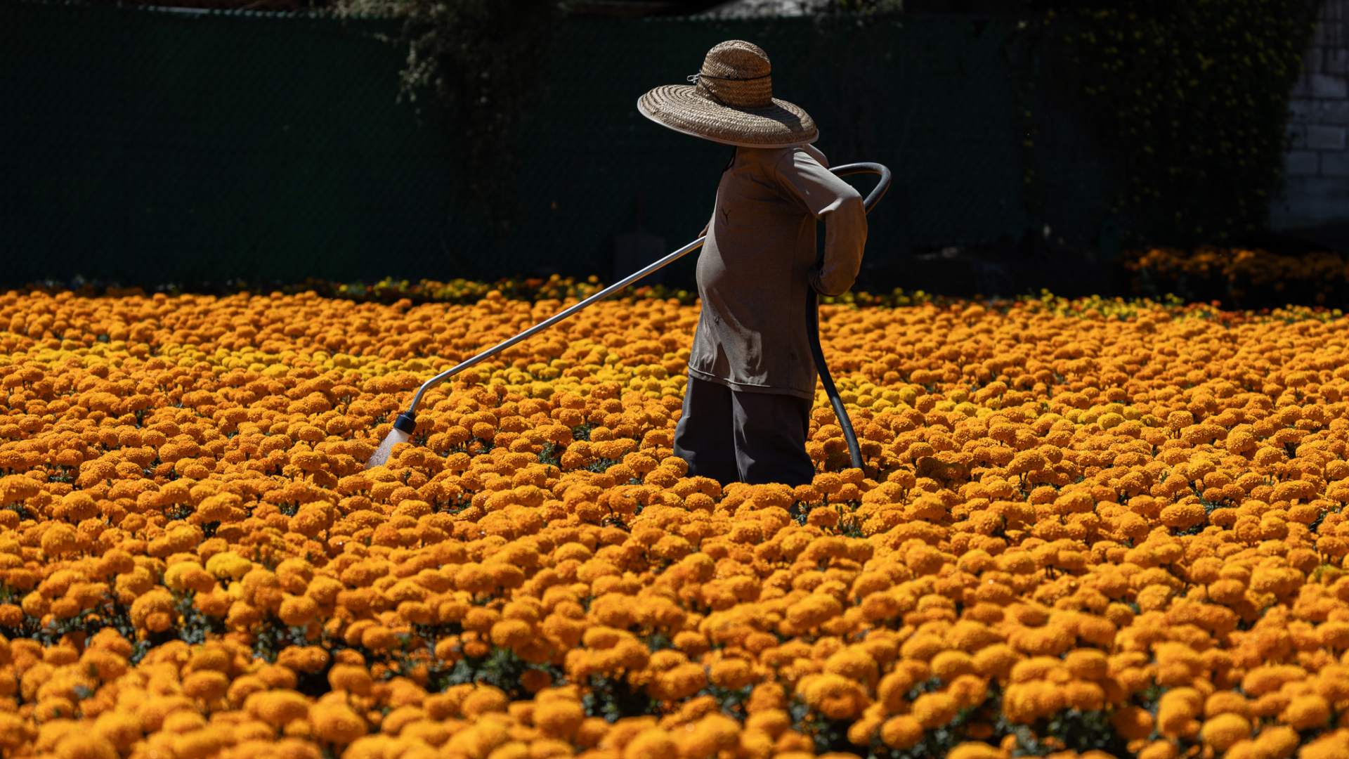¡Día de Muertos en riesgo para floricultores de Guerrero! Hongos amenazan las cosechas de cempasúchil en Tixtla