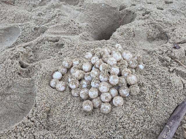 Rescatan cerca de 100 huevos de tortuga marina en Guerrero: buscan proteger los nidos de Playa Ventura